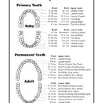 Baby Tooth Chart Letters Check More At Http