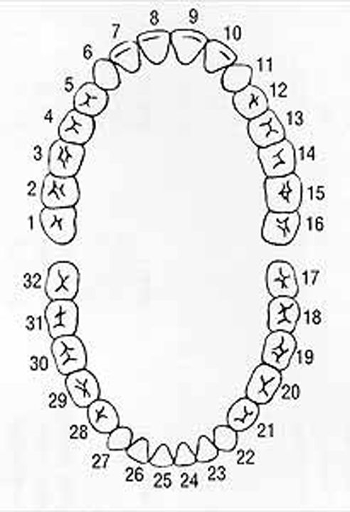 Pin By On Dental Assisting Tooth Chart 
