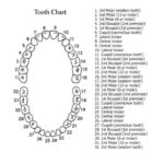 Tooth Number Chart Commerce Drive Dental