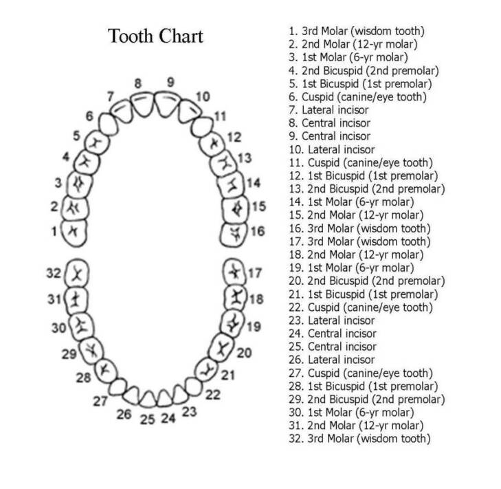 Tooth Number Chart Commerce Drive Dental
