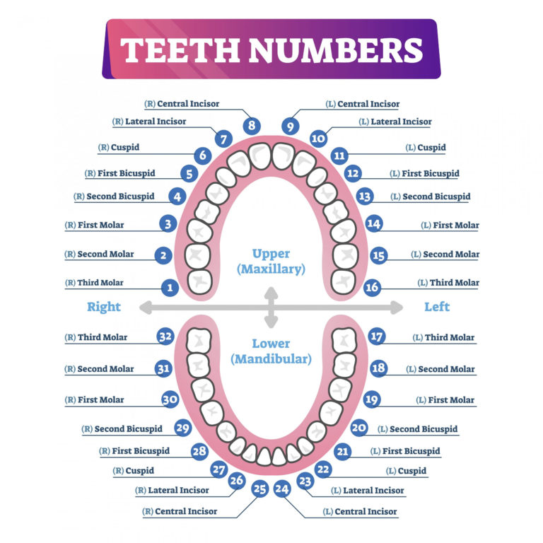 Tooth Number Chart To Identify Primary Teeth Eruption Charts