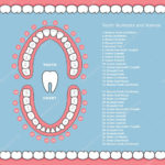 Zub Graf S N zvy Zubn Infografiky Zuby V elisti