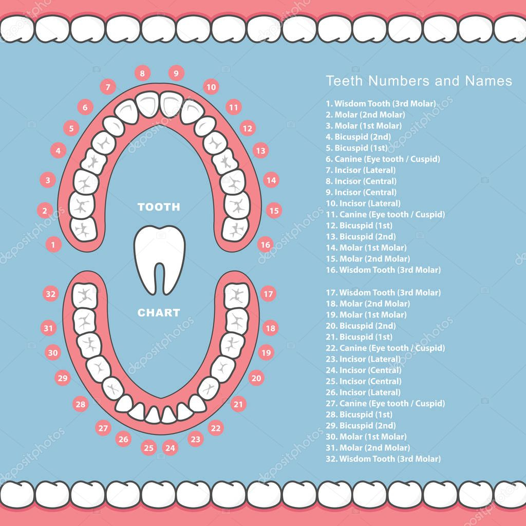 Zub Graf S N zvy Zubn Infografiky Zuby V elisti 