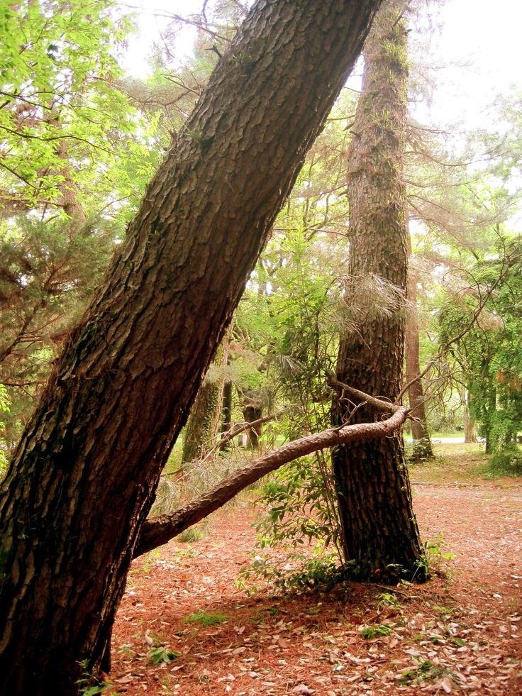 CuriousDoodles Seeing Letter Forms In Nature Alphabet CuriousDoodles Seeing Letter Forms In Nature Alphabet
