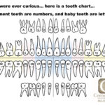 Here Is A Tooth Chart or A Tooth Map That Shows The