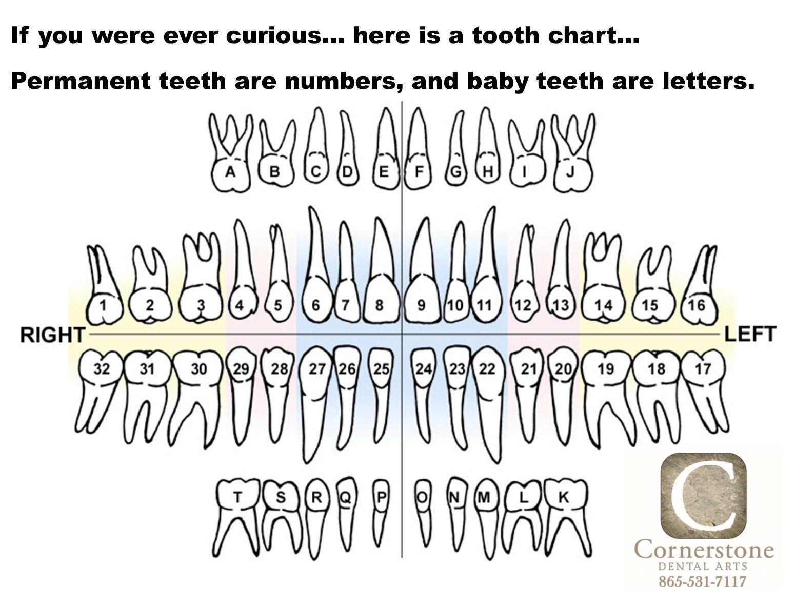 Here Is A Tooth Chart or A Tooth Map That Shows The 