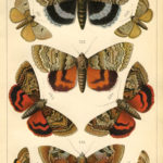 Natural History Print Moths The Graphics Fairy