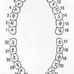 Pin By On Dental Assisting Tooth Chart