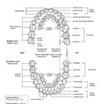 Tooth Numbering Chart PDF Scope Of Work Template Tooth