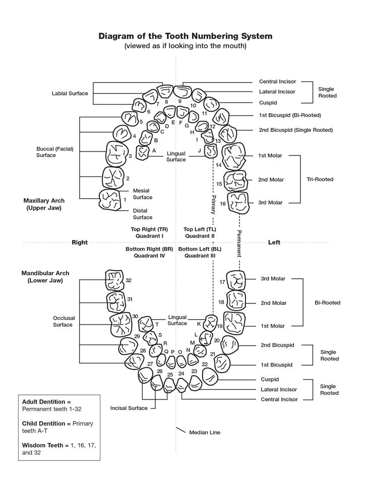 Tooth Numbering Chart PDF Scope Of Work Template Tooth 