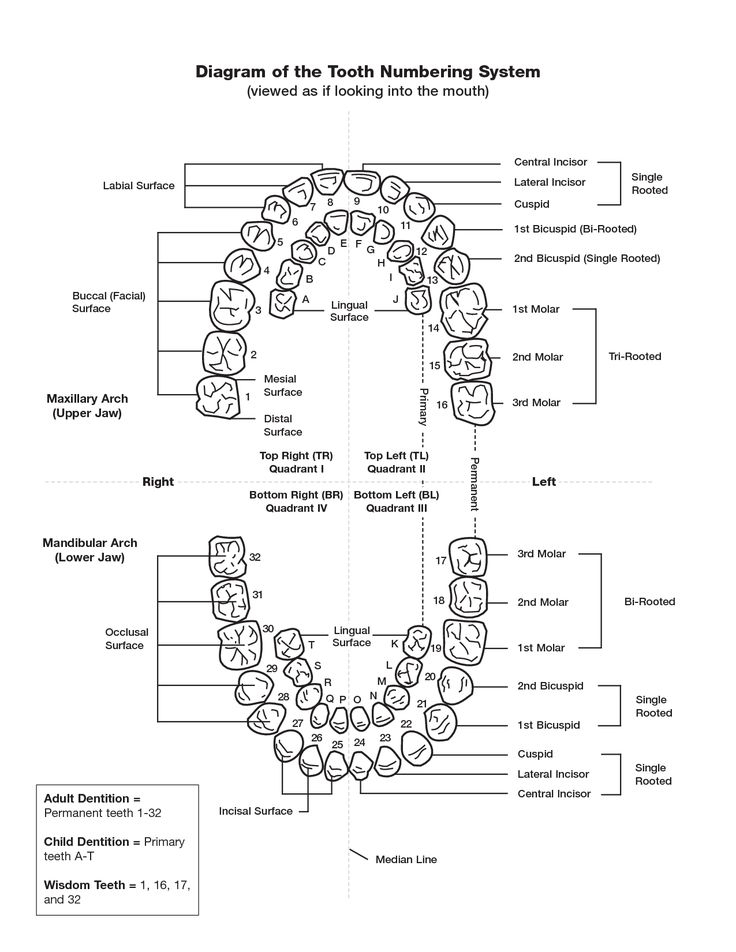 Tooth Numbering Chart PDF Scope Of Work Template Tooth Tooth Numbering Chart PDF Scope Of Work Template Tooth